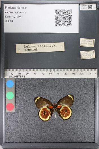 Media type: image;   Entomology 128265